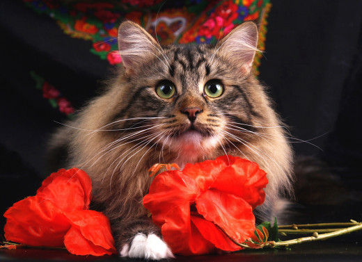 1757523 (a): :2048x1481